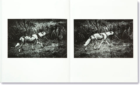 The Swamp Sofia Borges - MACK