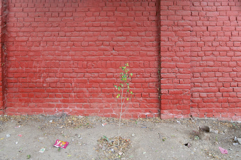 Kwan Queenie Li & Lisa Andreani: 'Weeds' [Artist talk]